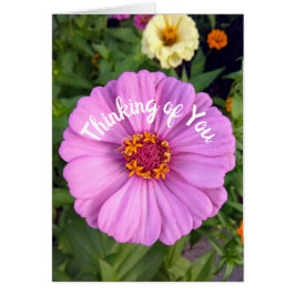 Elegantes rosa Zinnia Blume Denken Sie an Ihre Kar