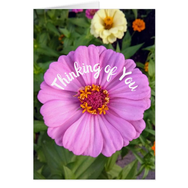 Elegantes rosa Zinnia Blume Denken Sie an Ihre Kar (Vorne)
