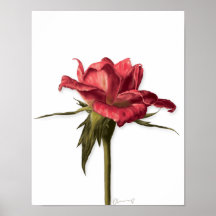 Elegantes Rose Poster