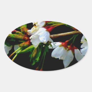Elegantes, Schwarz-weiß blühendes weißes Blossom Ovaler Aufkleber