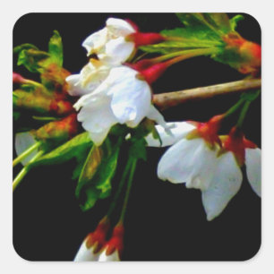 Elegantes, Schwarz-weiß blühendes weißes Blossom Quadratischer Aufkleber