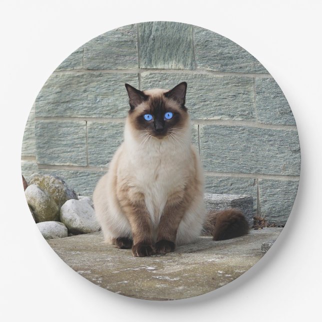 Elegantes Siamese Cat Foto Pappteller (Vorderseite)