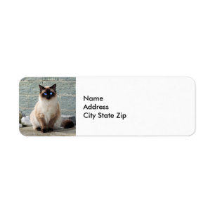 Elegantes Siamesisches Cat-Foto