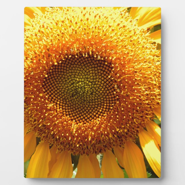Elegantes Sonnenblumen-Foto Fotoplatte (Vorderseite)