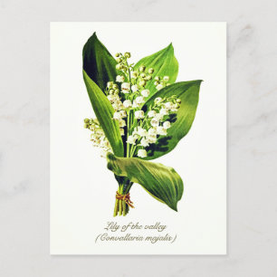Elegantes Vintage-Botanik-Maillanthal Postkarte