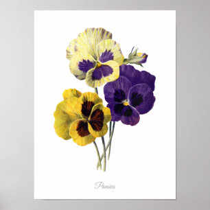 Elegantes Vintages botanisches Poster