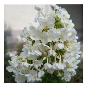 Elegantes Weißes Hortensien-Blumenposter-Druck B Poster