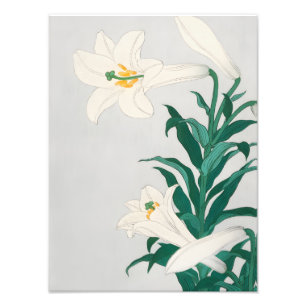 Elegantes, weißes Lilies-Gemälde Fotodruck