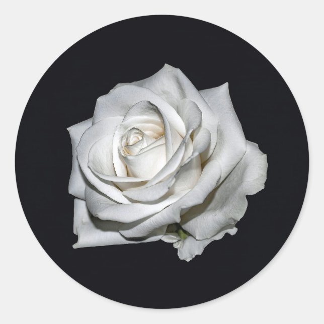 Elegantes Weißrosen-Foto Runder Aufkleber (Vorderseite)