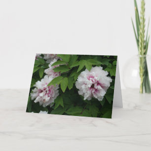 Elegantes White Peonies Blume Foto Beileid Karte