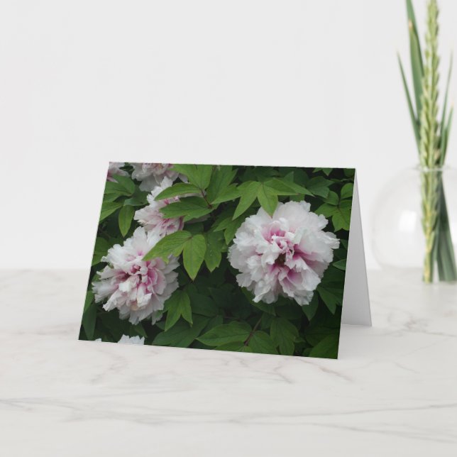 Elegantes White Peonies Blume Foto Beileid Karte (Vorderseite)