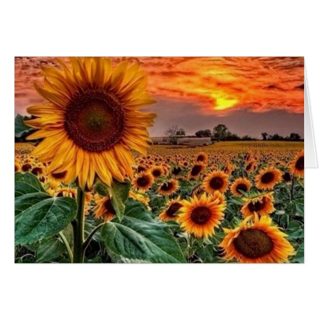 élégants champs de tournesol (Devant horizontal)