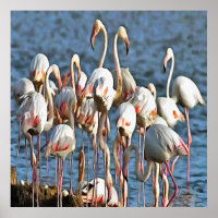 Eleganz des rosa Flamingos