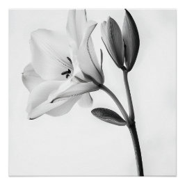 Eleganz Florale in Schwarz-Weiß Poster