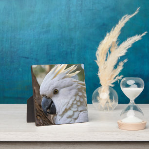 Eleganz in Weiß: Das majestätische Aussie Cockatoo Fotoplatte
