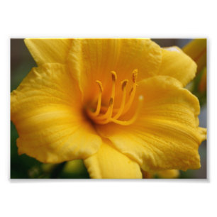 Elegent gelbes 12x18 photographischer Druck