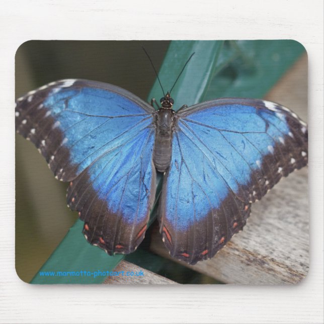 Elektrisch blaue Mausmatte Mousepad (Vorne)