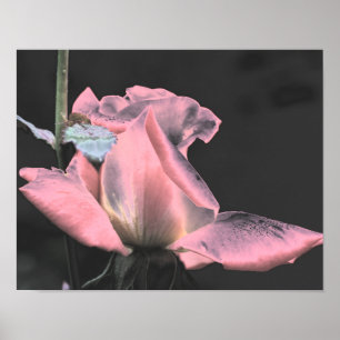 Elektrisch rosa Rosenknospe Abstrakte Blume Kunst Poster