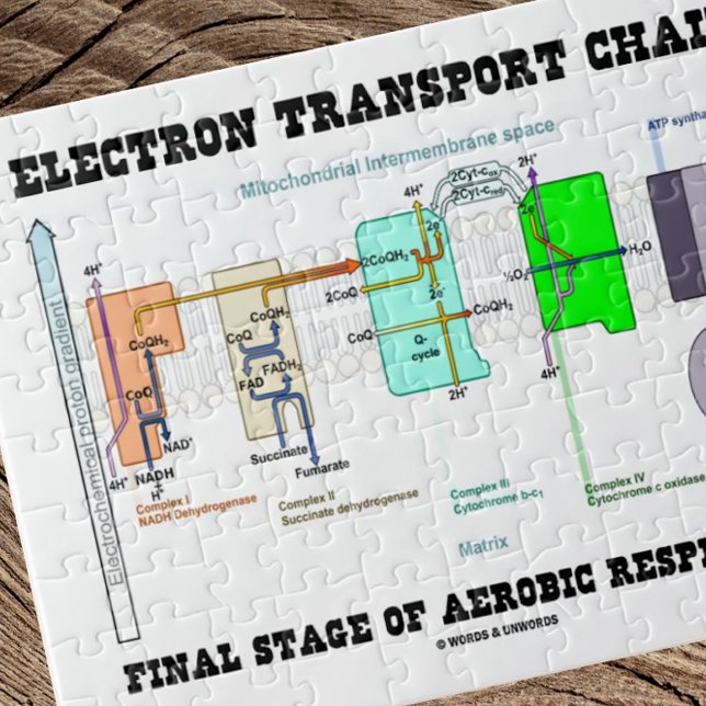 Elektrische Transportkette Endgültige Bühne der Ae (Jigsaw puzzle featuring "Electron Transport Chain - Final Stage Of Aerobic Respiration".)