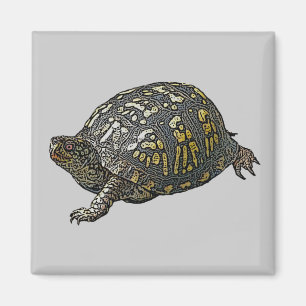 Elemente zur Koordination von Ostkasten-Schildkröt Magnet