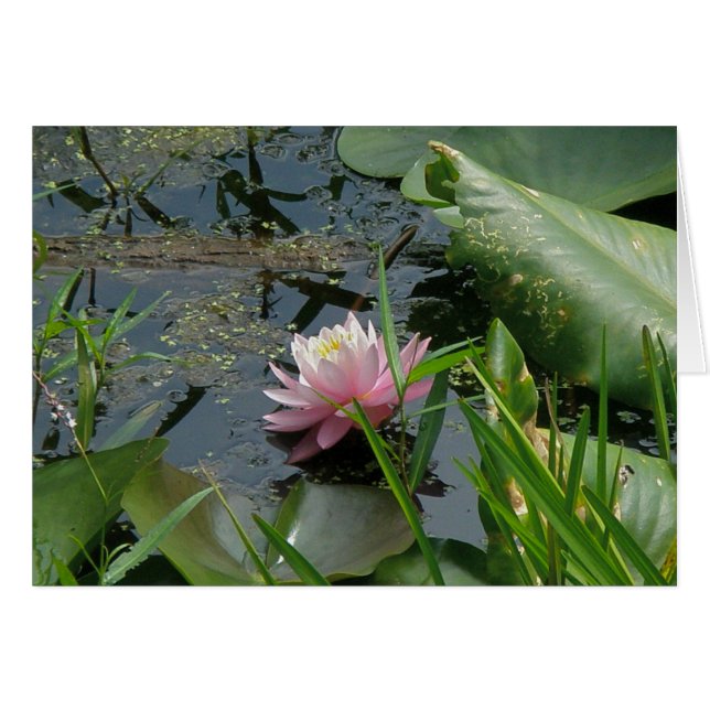 Éléments de coordination de la couche d'eau rose (Devant Horizontal)