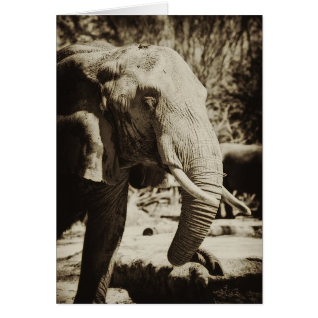 Éléphant (Devant)