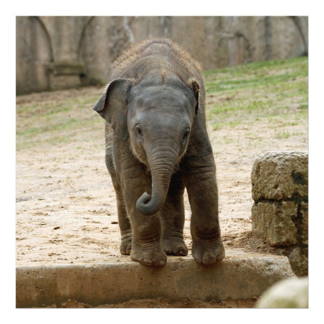 Elephant_20171101_by_JAMFoto Fotodruck (Vorne)