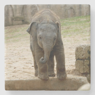 Elephant_20171101_by_JAMFoto Steinuntersetzer