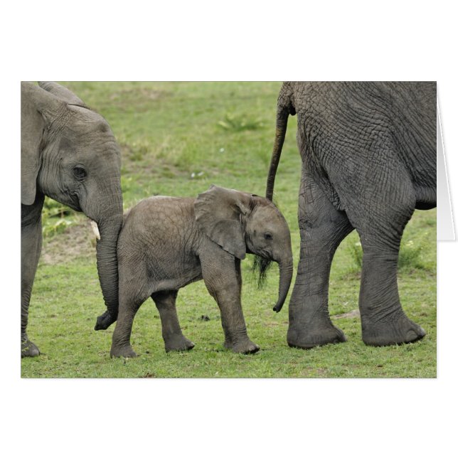 Eléphant africain avec bébé (Devant horizontal)