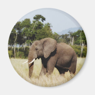 Éléphant africain dans le masai aimant de Mara,