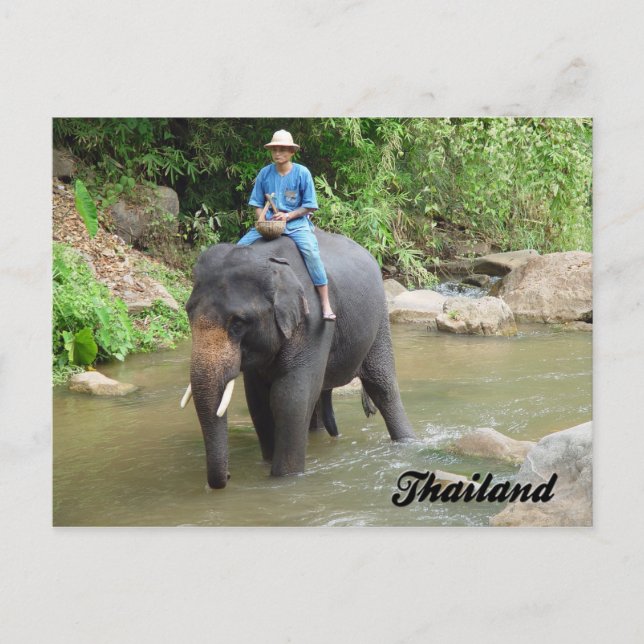 Elephant and Mahout Chiang Mai, Thailand Postcard Postkarte (Vorderseite)