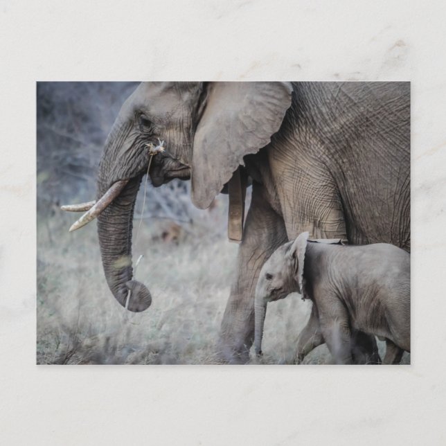 ELEPHANT & BABY POSTKARTE (Vorderseite)