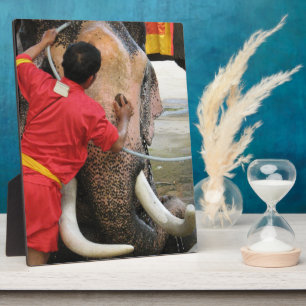 Elephant Bathtime ... Ayutthaya, Thailand Fotoplatte
