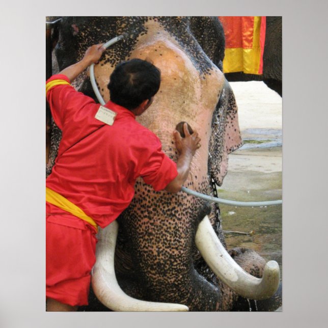 Elephant Bathtime ... Ayutthaya, Thailand Poster (Vorne)