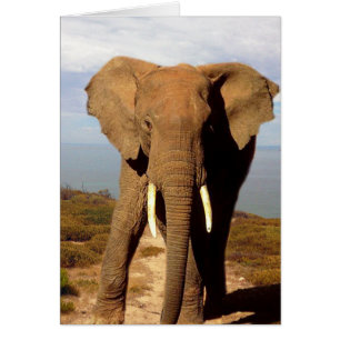 Elephant Beach Day Outing,