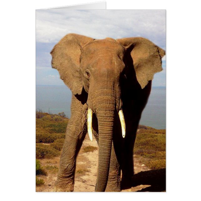 Elephant Beach Day Outing, (Vorne)