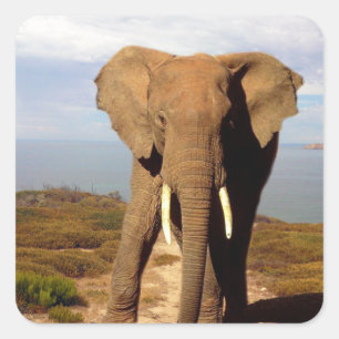 Elephant Beach Day Outing, Quadratischer Aufkleber