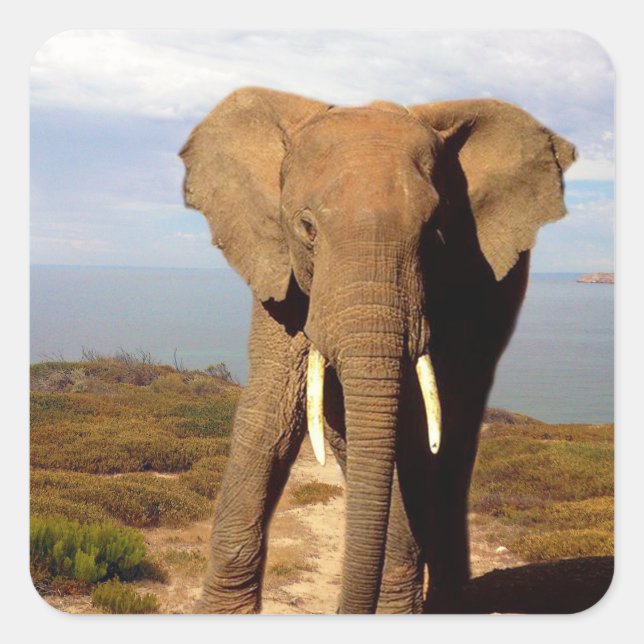 Elephant Beach Day Outing, Quadratischer Aufkleber (Vorderseite)