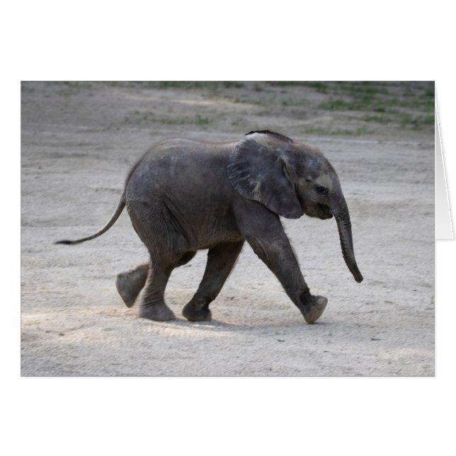 Eléphant bébé doux Kibali (Devant Horizontal)