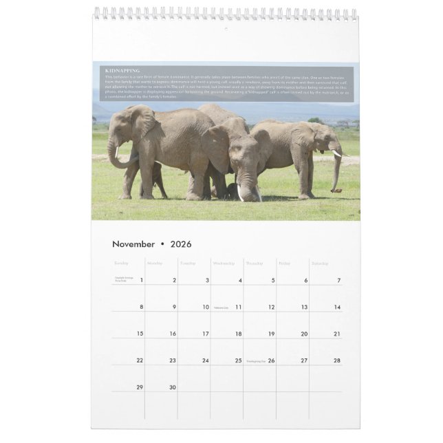 Elephant Behavior Calendar Kalender (Nov 2026)