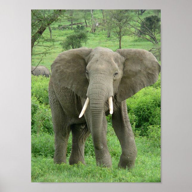 Elephant bei Ndutu Poster (Vorne)