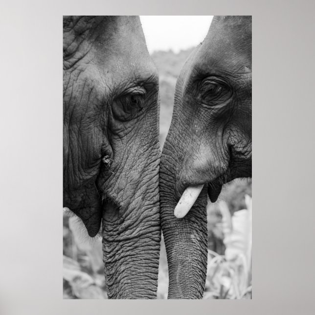 ELEPHANT COUPLE POSTER (Vorne)
