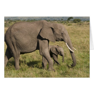 Éléphant d'Afrique et éléphanteau (Loxodonta afric