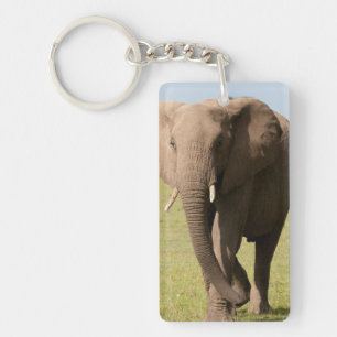Éléphant d'Afrique (Loxodonta Africana), Maasai