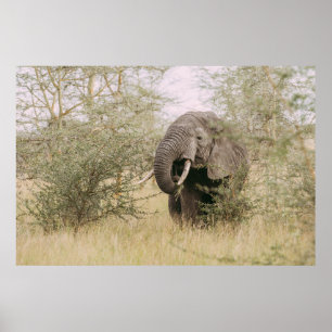 ELEPHANT, DER VON EINEM BAUM ESSEN WIRD POSTER