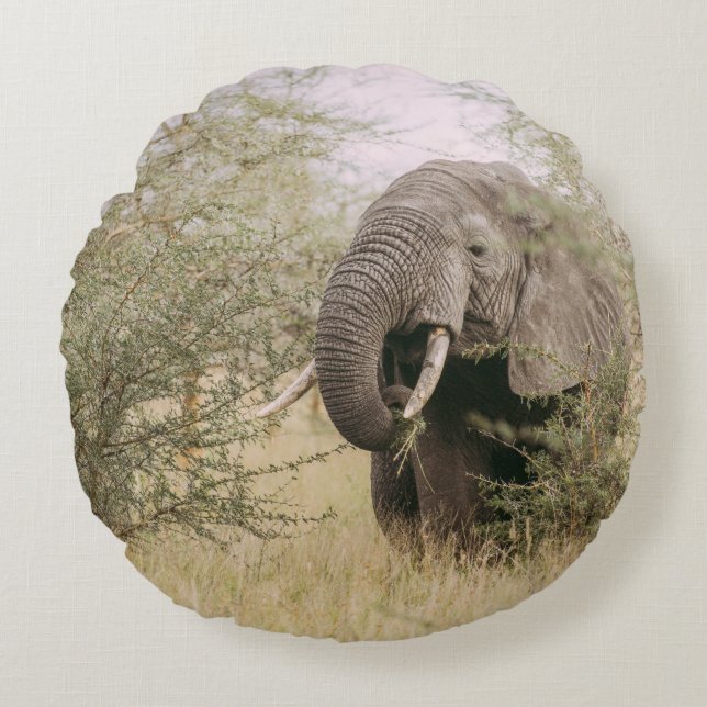 ELEPHANT, DER VON EINEM BAUM ESSEN WIRD RUNDES KISSEN (Vorderseite)