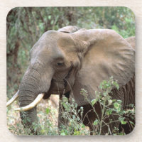 Elephant Drink Untersetzer