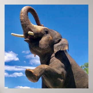 Elephant, Dschungel, Safari, Natursanenplakat Poster