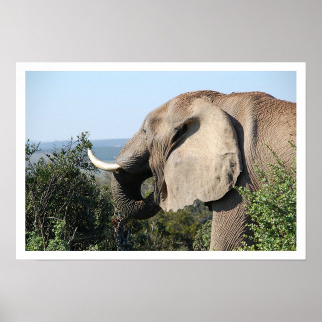 Elephant Eating, Südafrika Poster (Vorne)