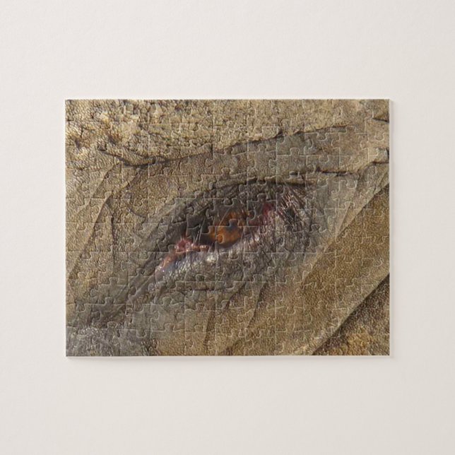 Elephant Eye (Horizontal)